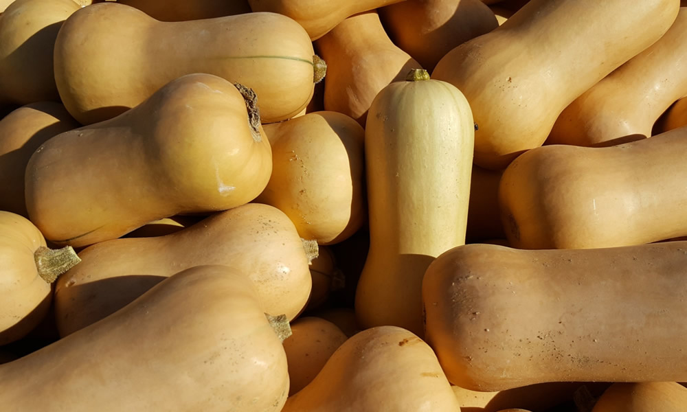 Butternut
