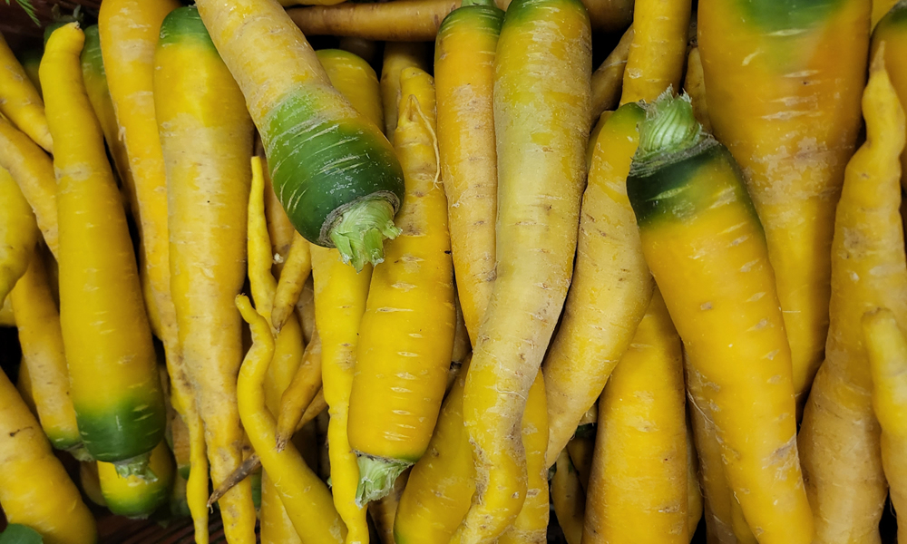 Carottes jaunes