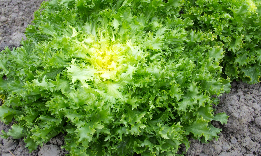 Chicorée frisée