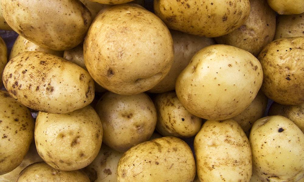 Pomme de terre Agria