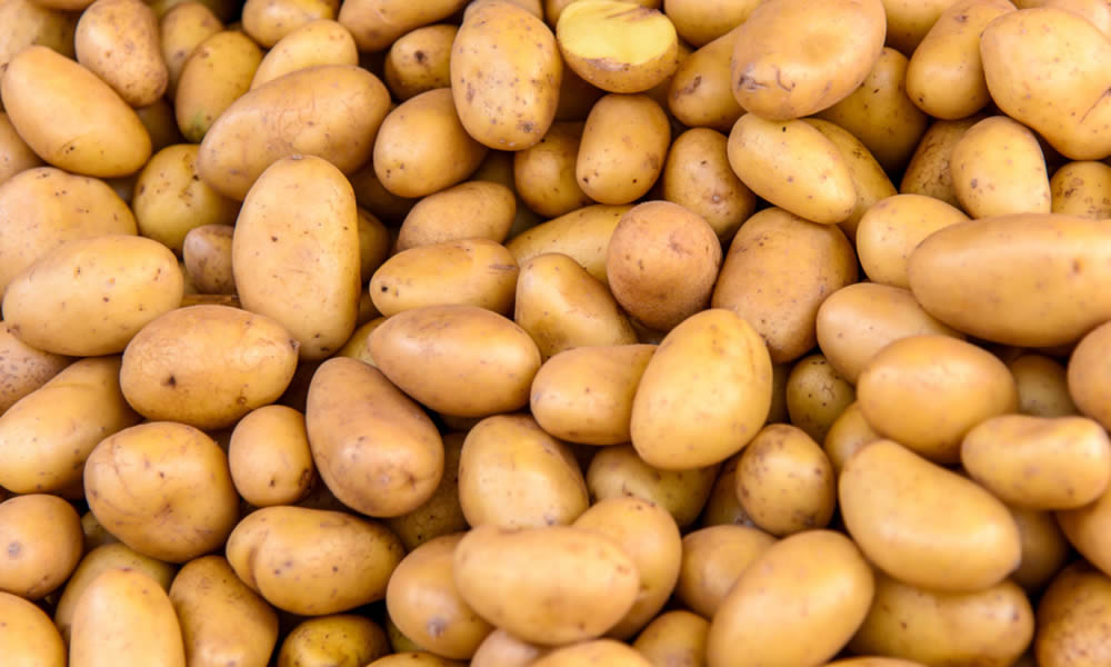 Pomme de terre Allians