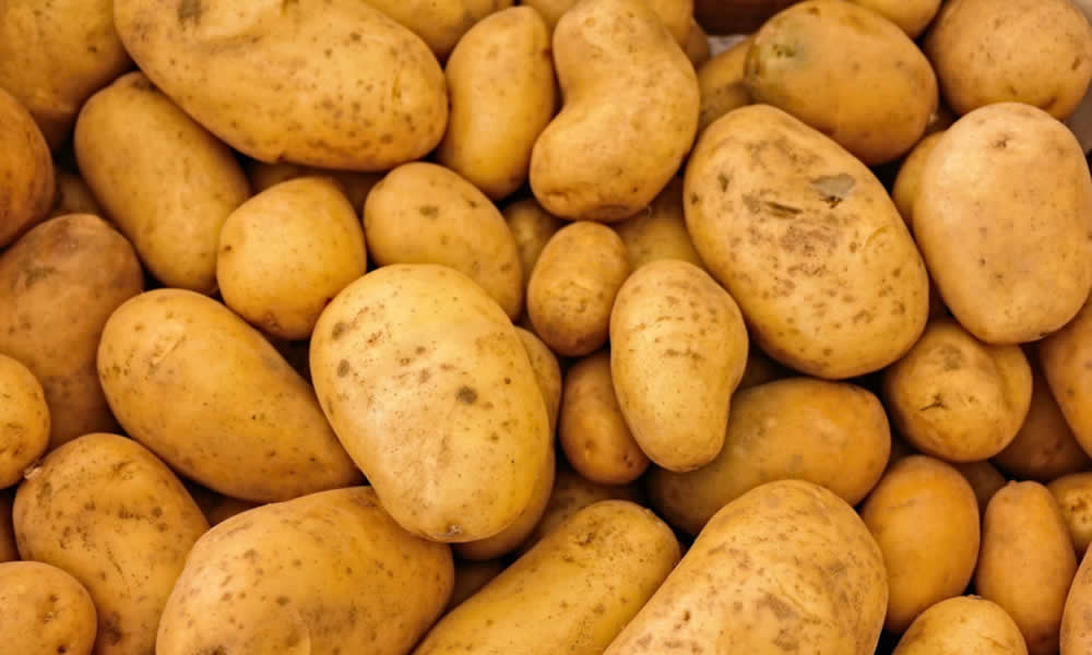 Pomme de terre Maiwen