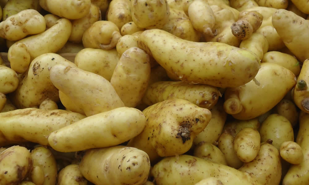 Pomme de terre nouvelle