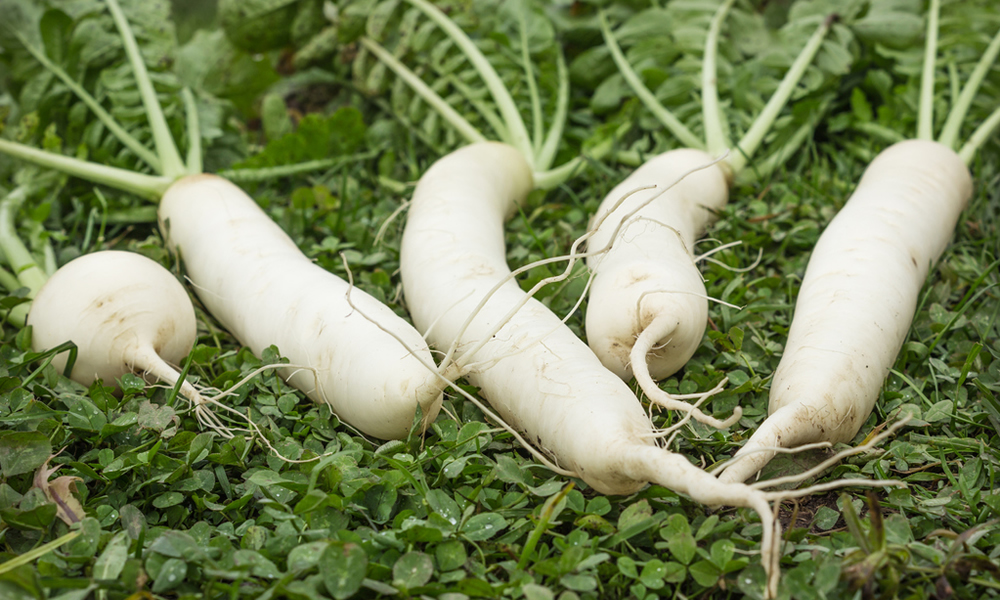 Radis Daikon